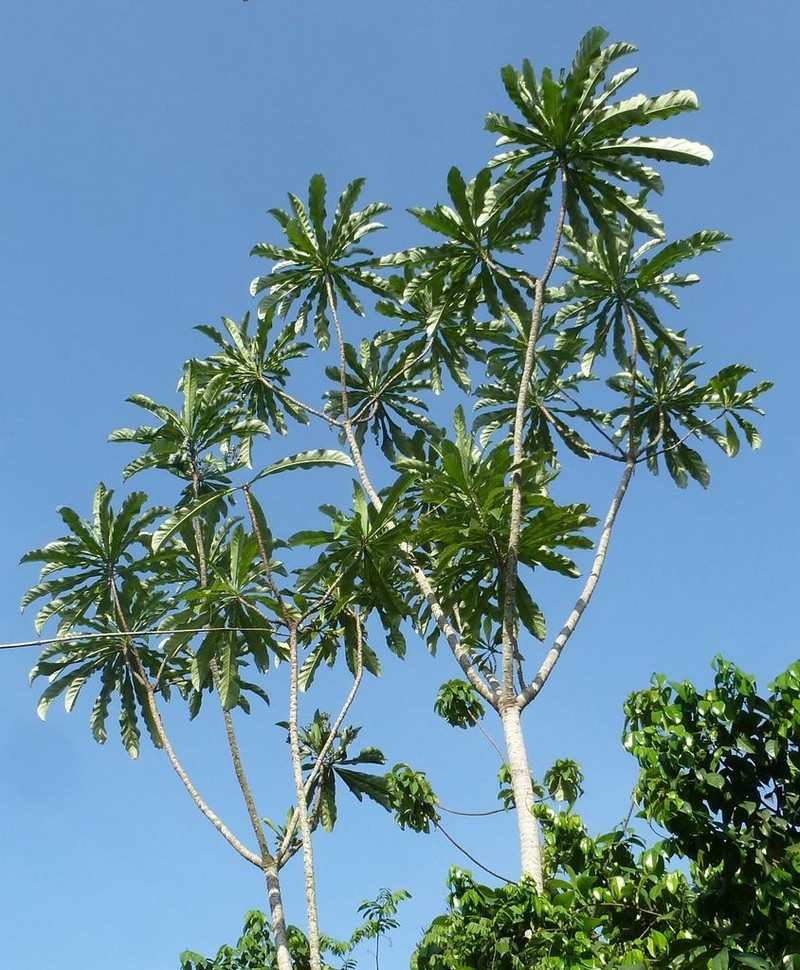Anthocleista nobilis