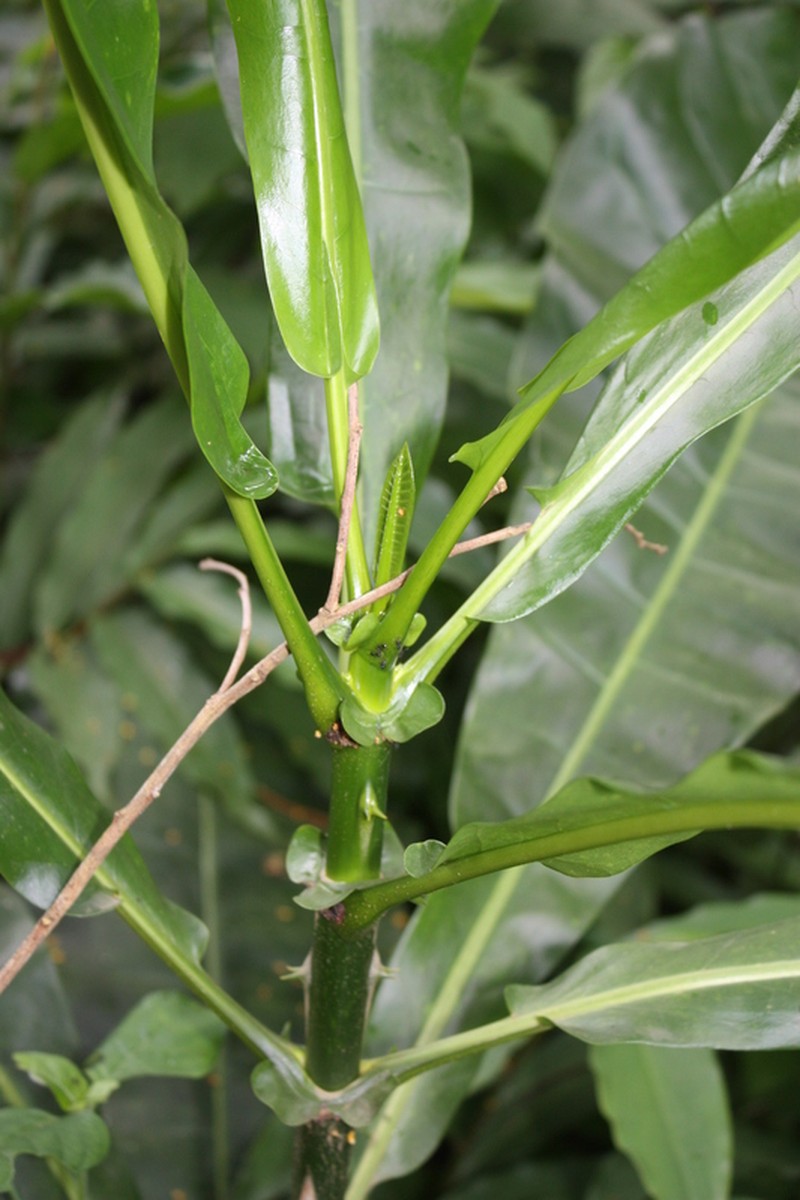 Anthocleista nobilis photo 4