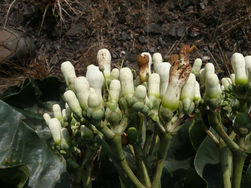 Anthocleista nobilis photo 5