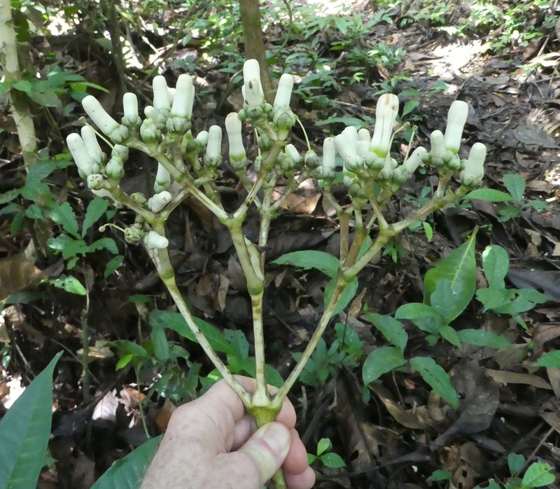 Anthocleista nobilis photo 7
