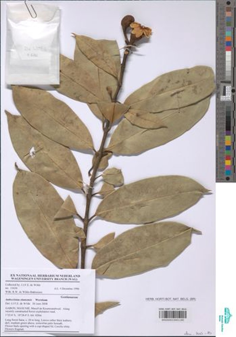 Anthocleista obanensis