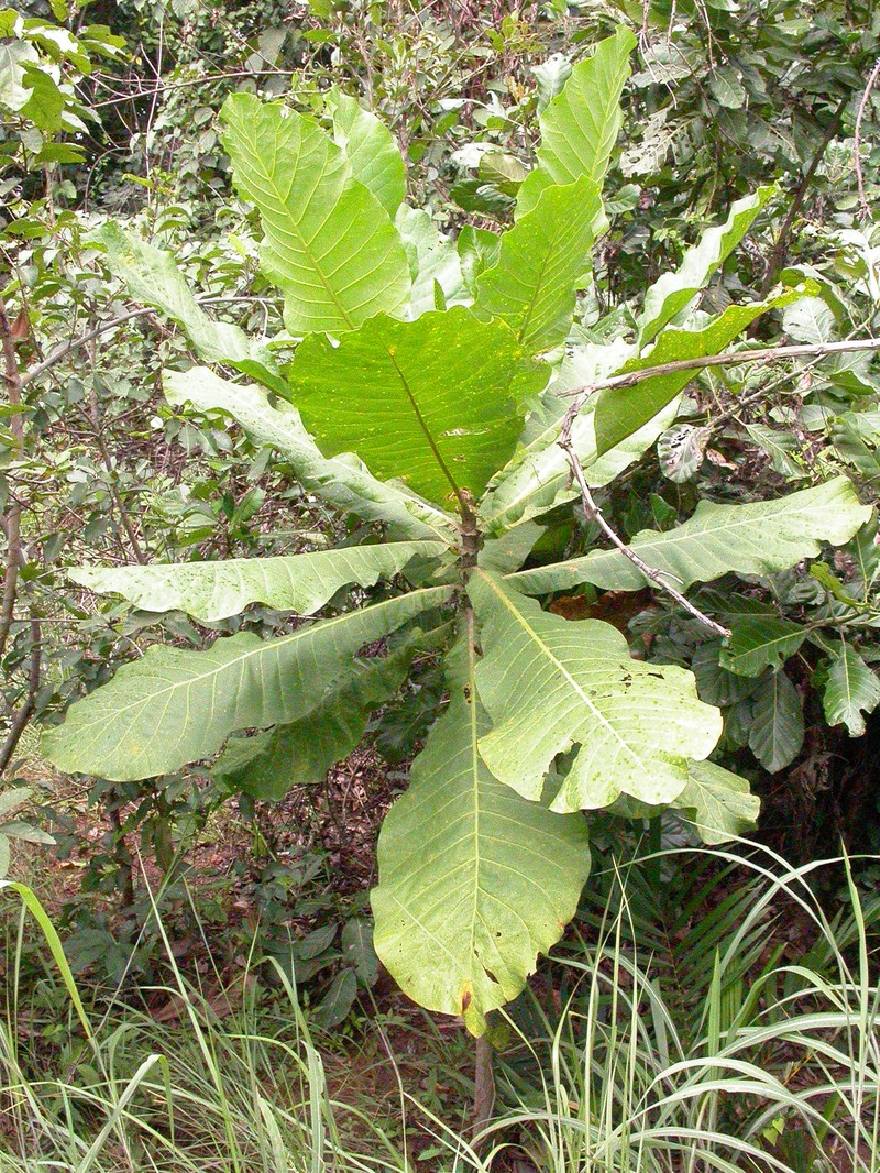 Anthocleista procera