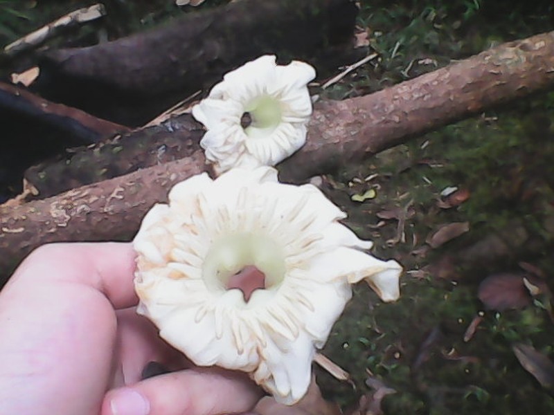 Anthocleista scandens photo 2
