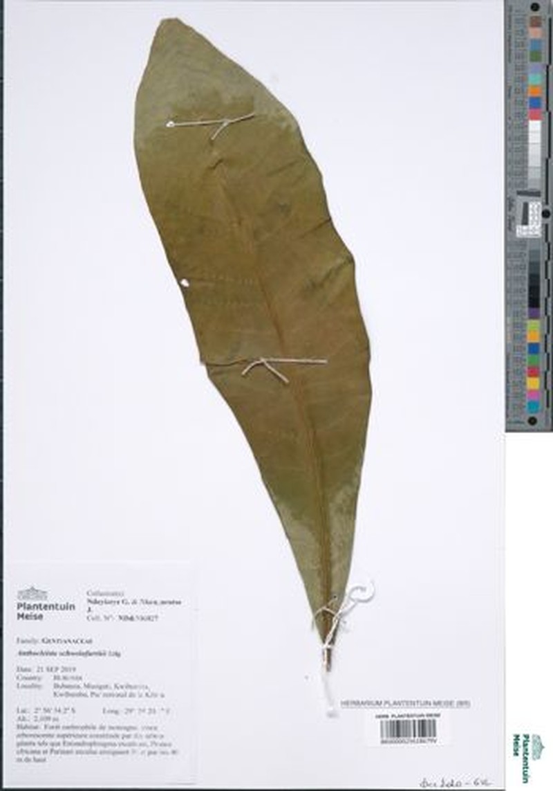 Anthocleista schweinfurthii photo 2