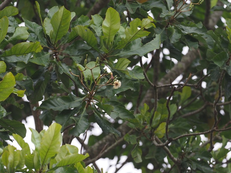 Anthocleista schweinfurthii