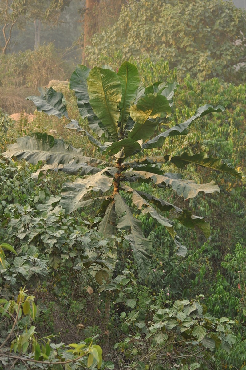 Anthocleista schweinfurthii photo 3