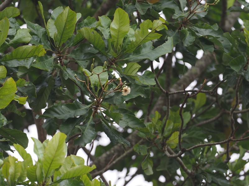 Anthocleista schweinfurthii photo 4