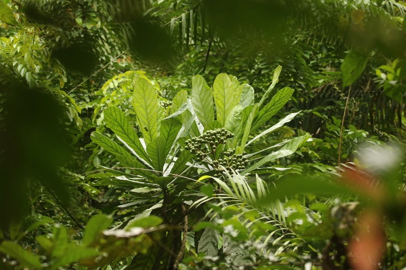 Anthocleista vogelii photo 2