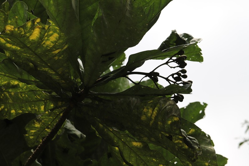 Anthocleista vogelii photo 3