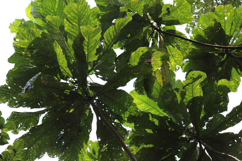 Anthocleista vogelii photo 4
