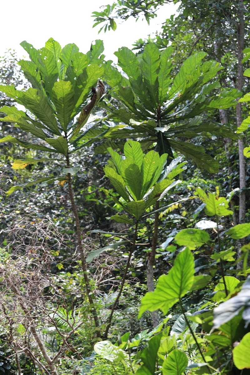 Anthocleista vogelii photo 5