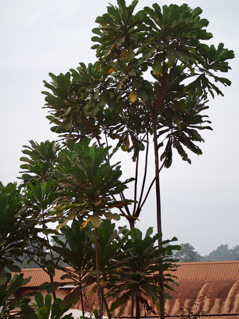 Anthocleista vogelii photo 6