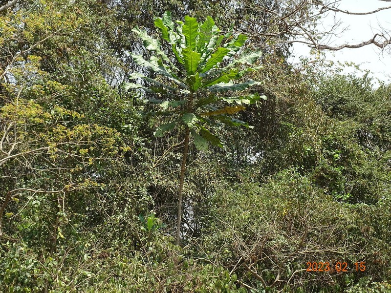 Anthocleista vogelii photo 7