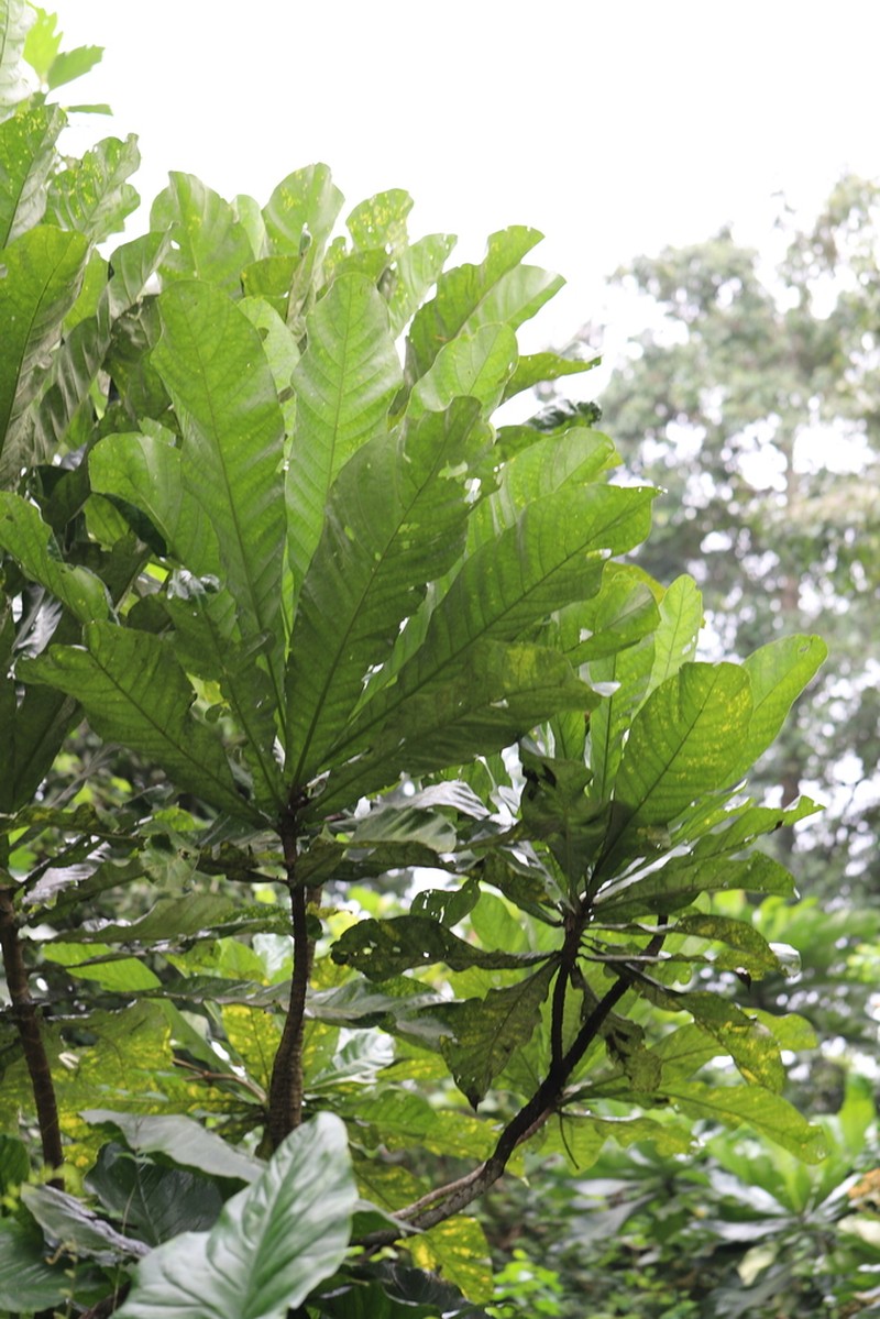 Anthocleista vogelii photo 8