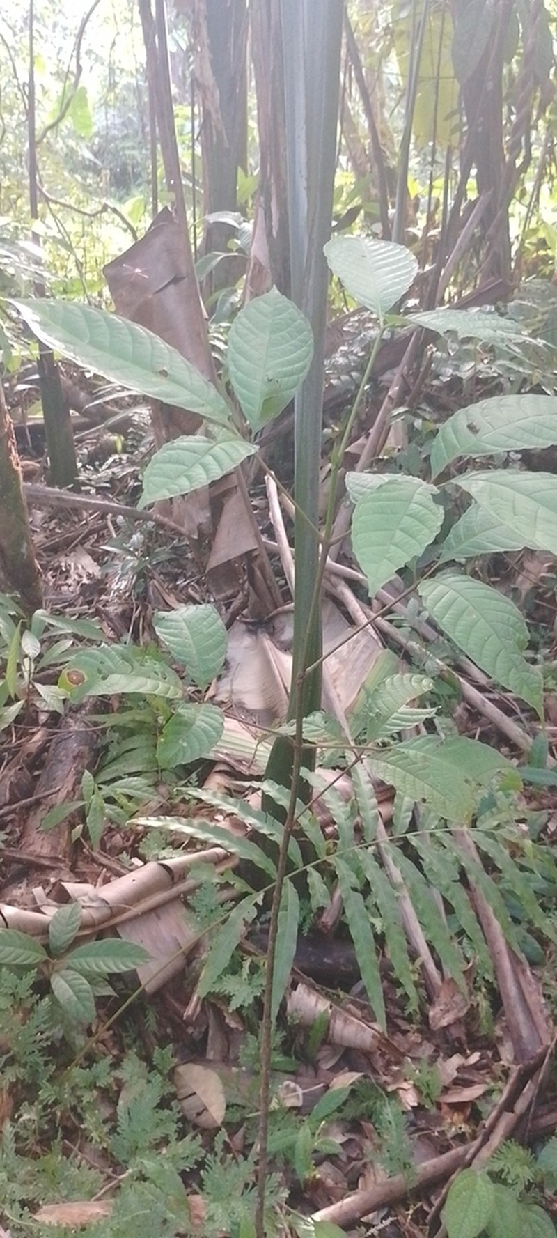 Anthodiscus amazonicus