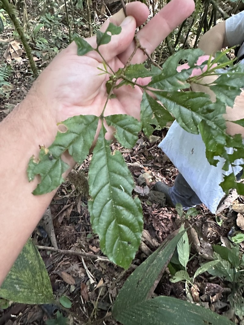 Anthodiscus chocoensis
