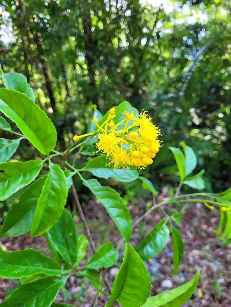 Anthodiscus chocoensis photo 2