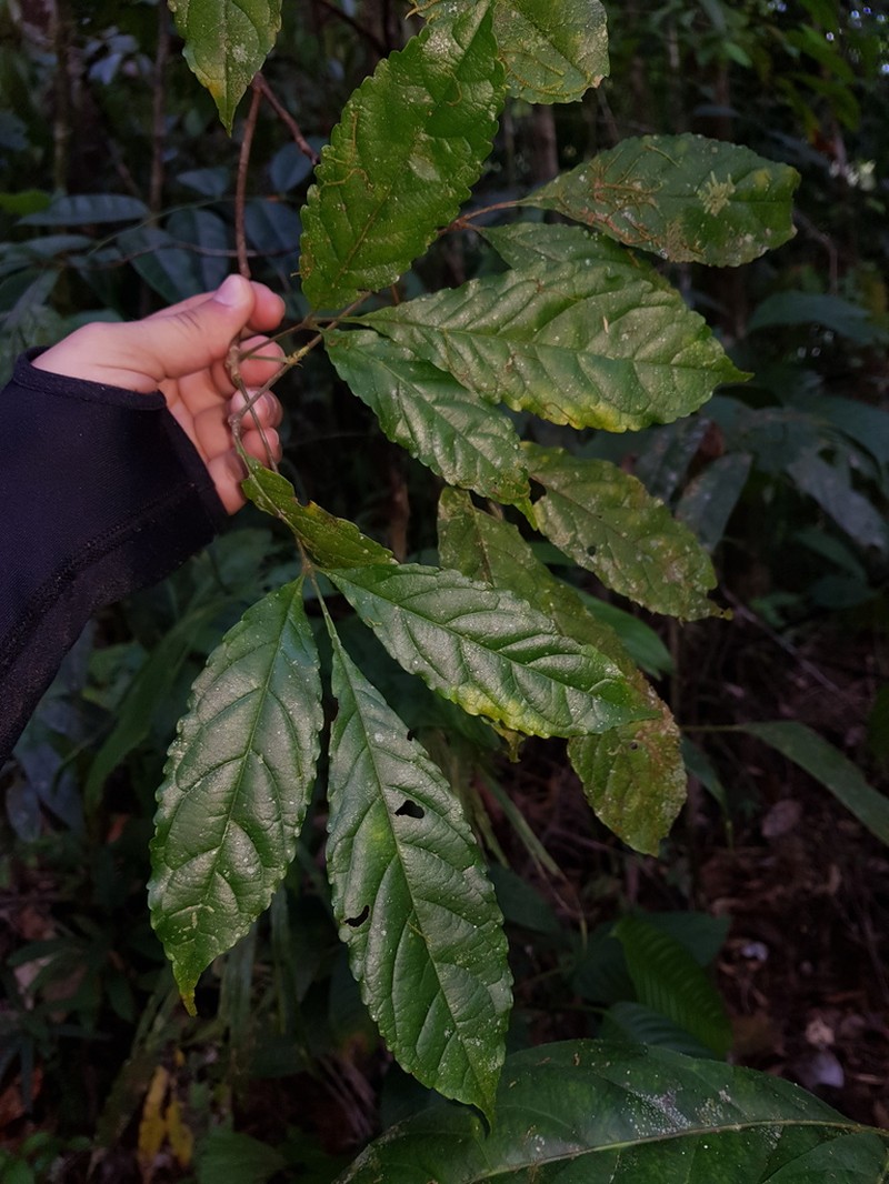 Anthodiscus chocoensis photo 3