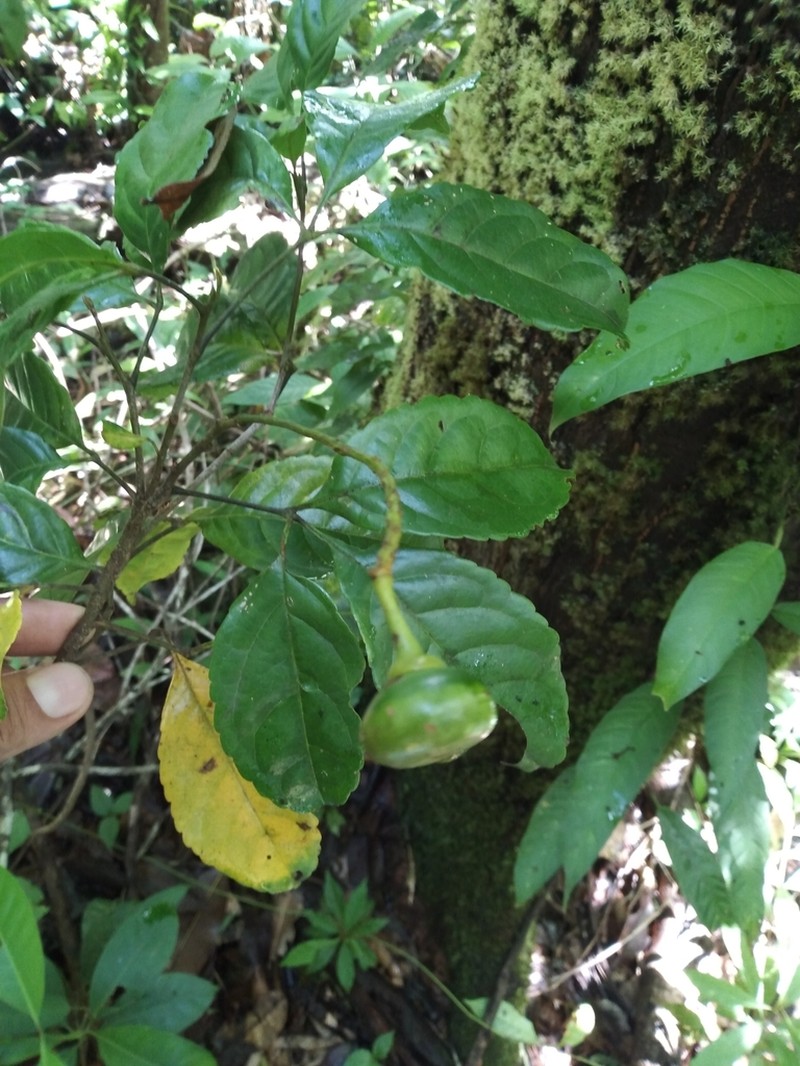 Anthodiscus chocoensis photo 4