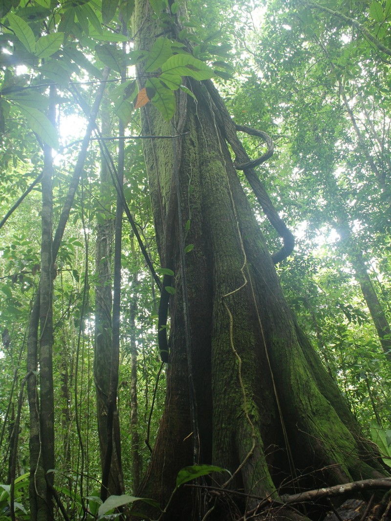 Anthodiscus chocoensis photo 5