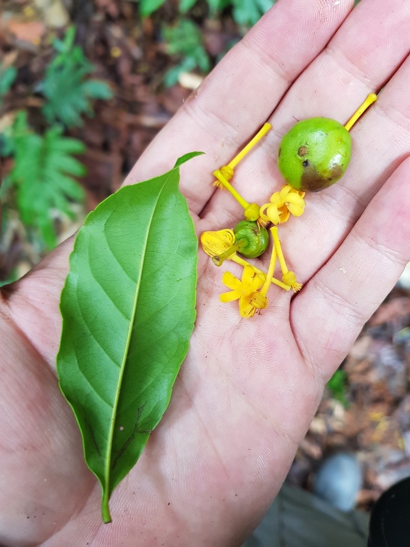 Anthodiscus chocoensis photo 6
