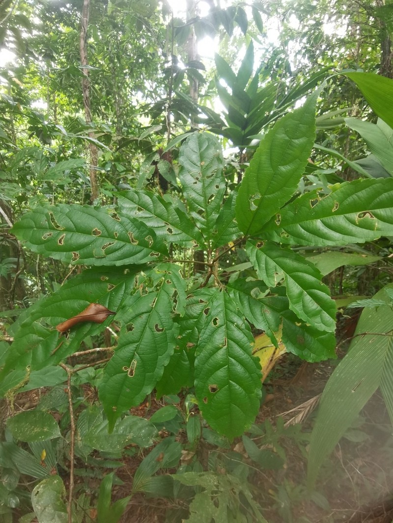 Anthodiscus chocoensis photo 8