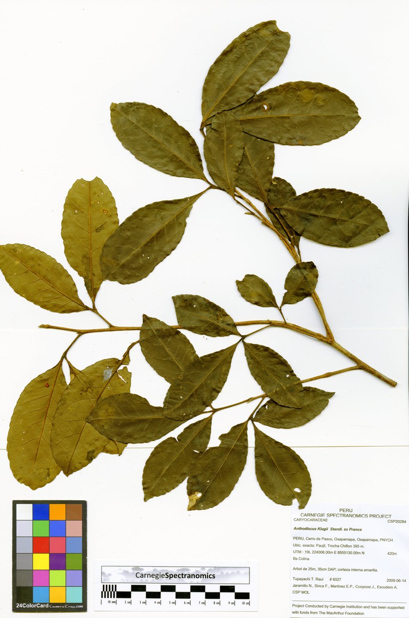 Anthodiscus klugii