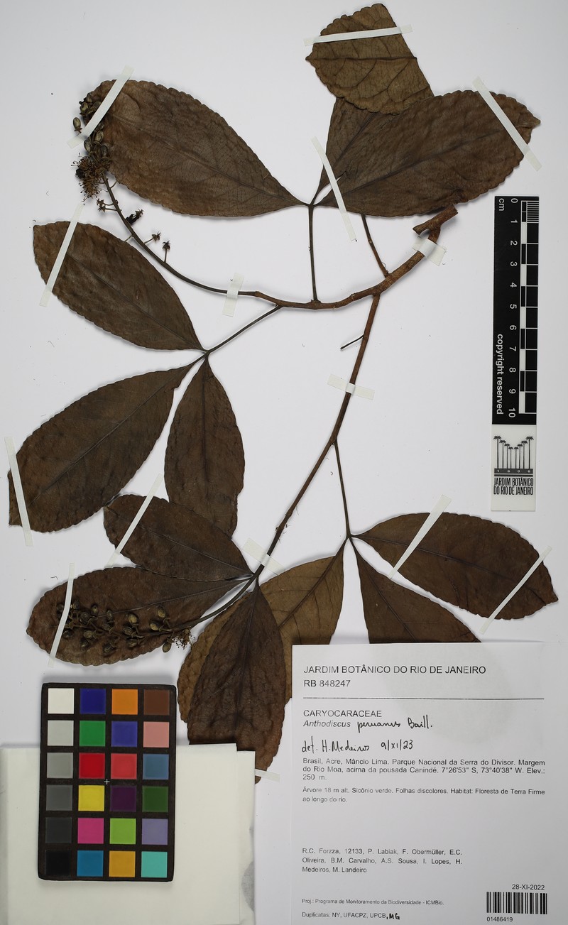 Anthodiscus peruanus