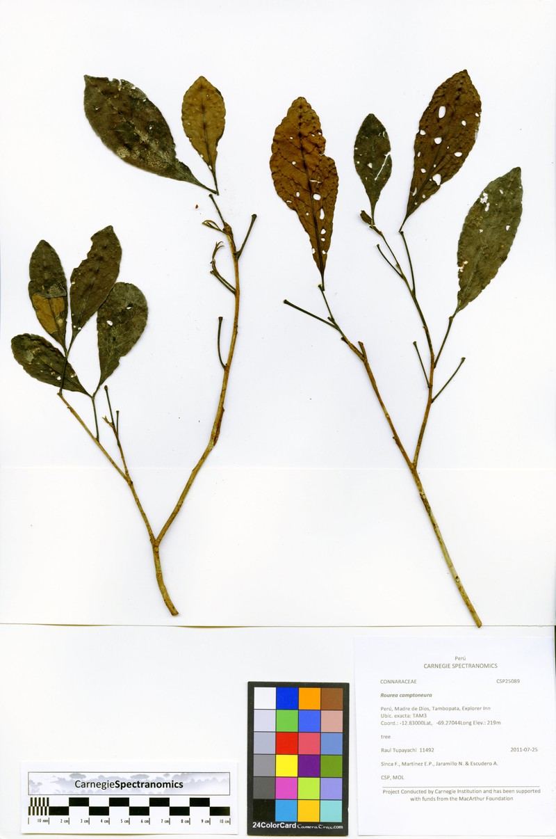 Anthodiscus peruanus photo 2