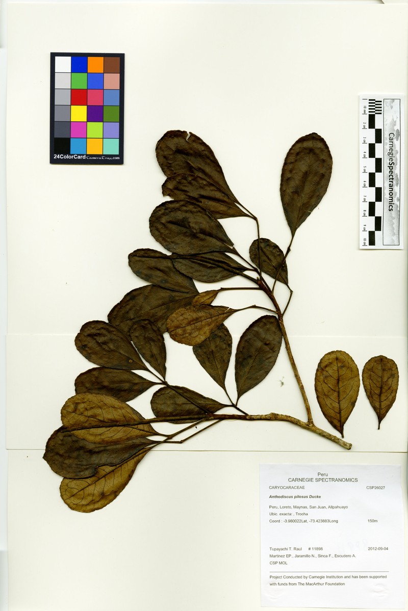 Anthodiscus pilosus