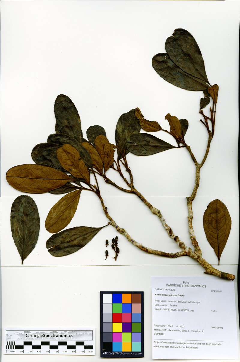 Anthodiscus pilosus photo 2
