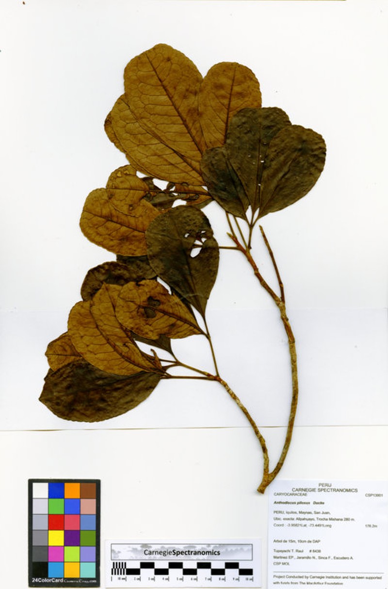 Anthodiscus pilosus photo 3