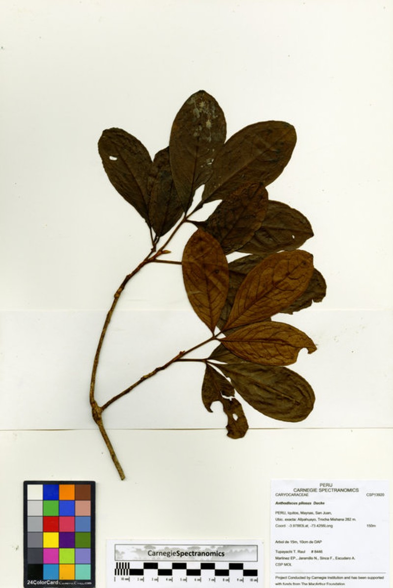 Anthodiscus pilosus photo 4
