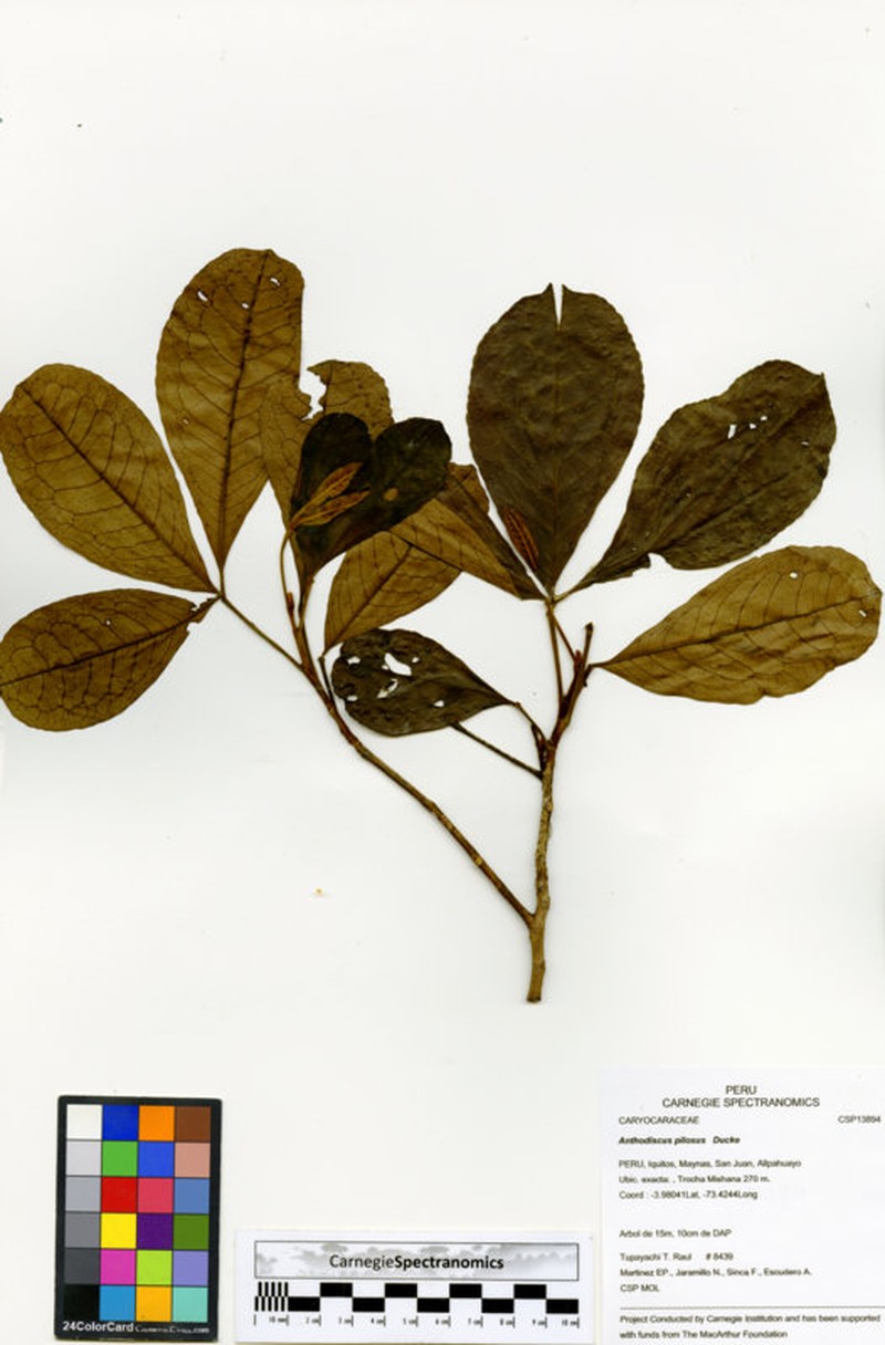 Anthodiscus pilosus photo 5