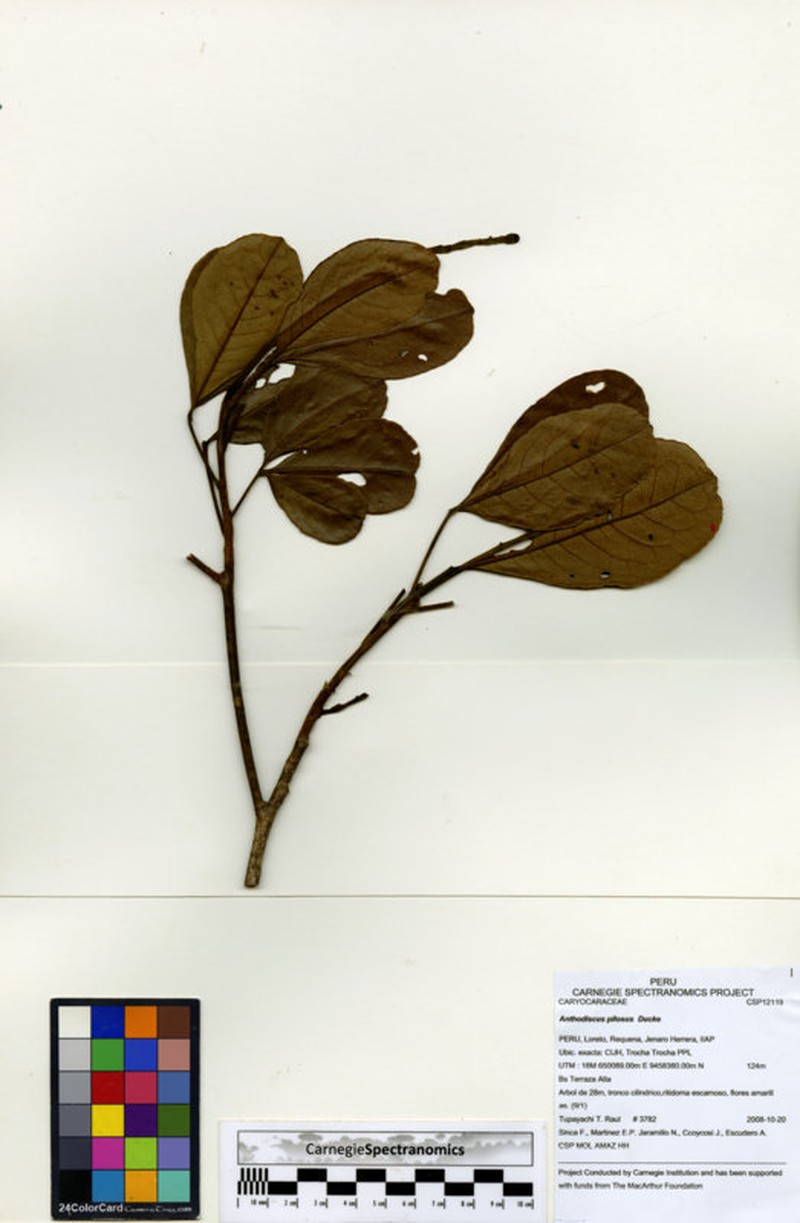 Anthodiscus pilosus photo 6
