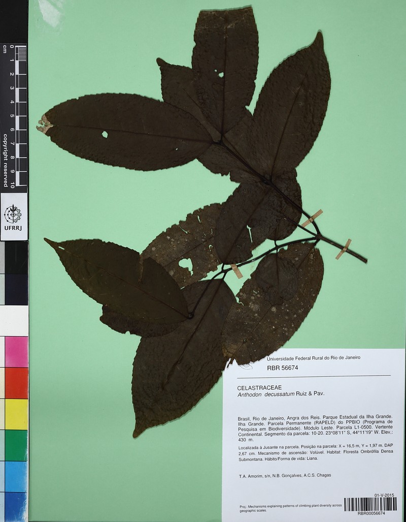 Anthodon decussatus photo 4