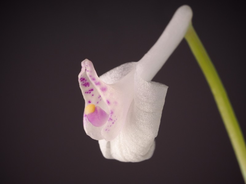 Anthogonium gracile