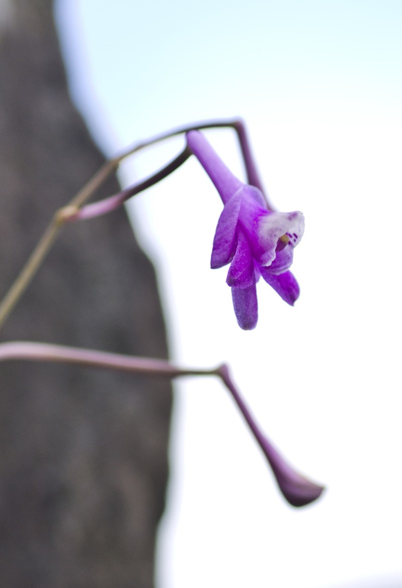 Anthogonium gracile photo 2