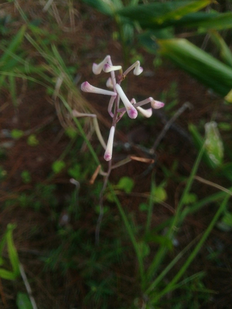 Anthogonium gracile photo 3