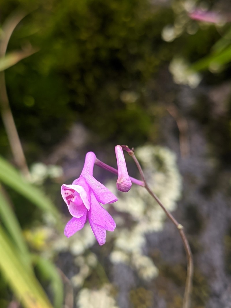 Anthogonium gracile photo 4