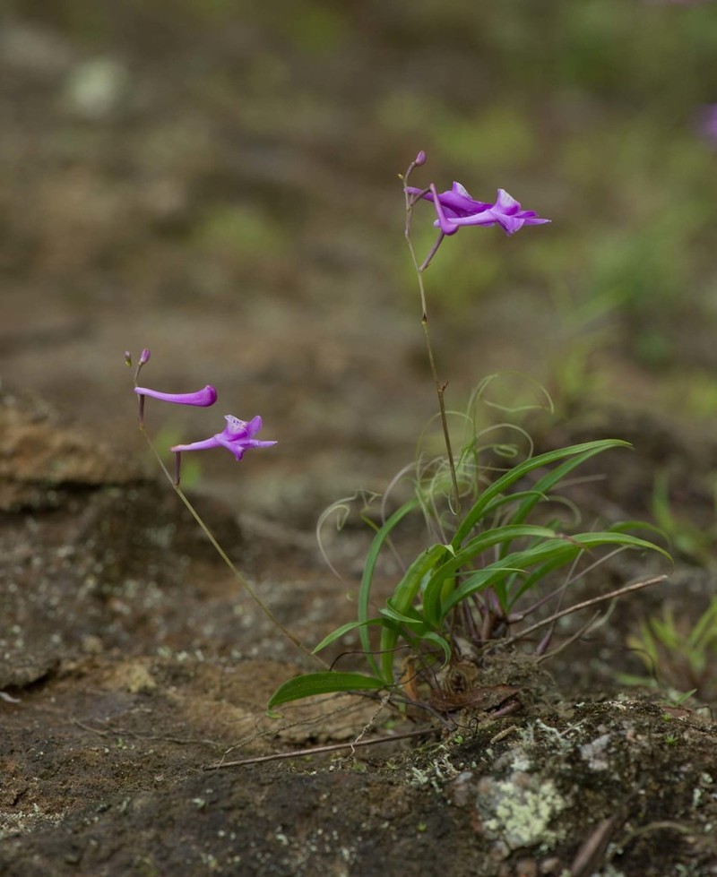 Anthogonium gracile photo 5