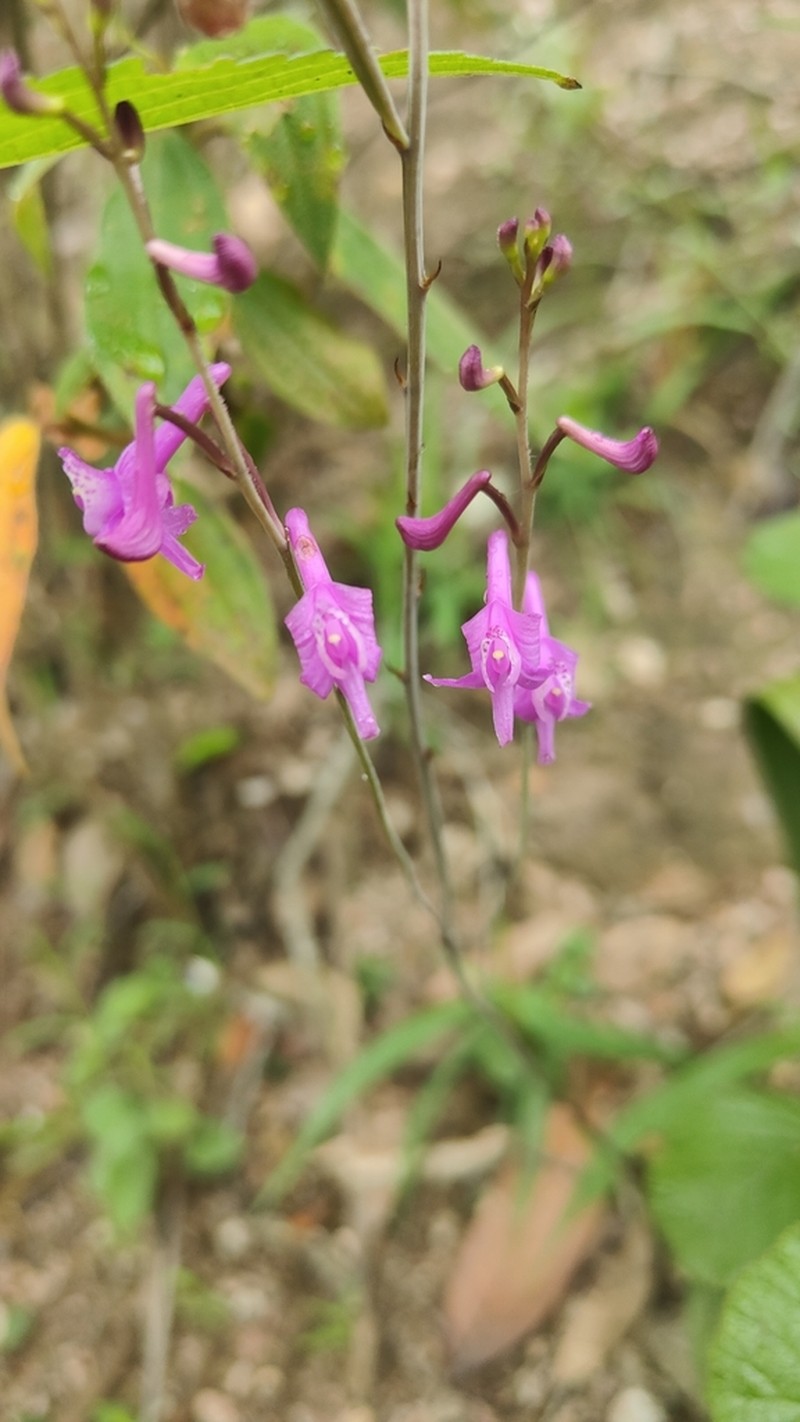 Anthogonium gracile photo 6