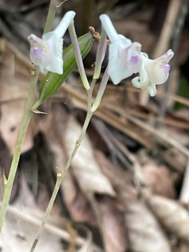 Anthogonium gracile photo 7