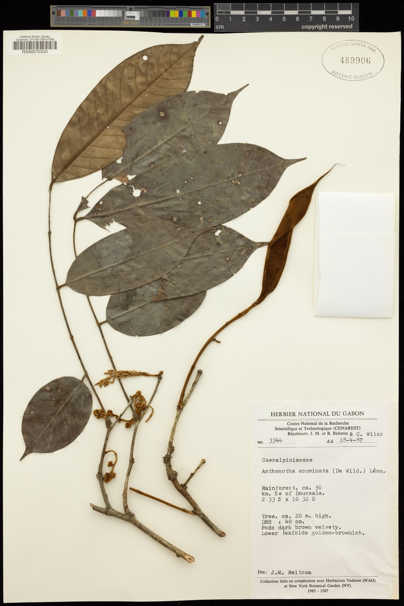 Anthonotha acuminata