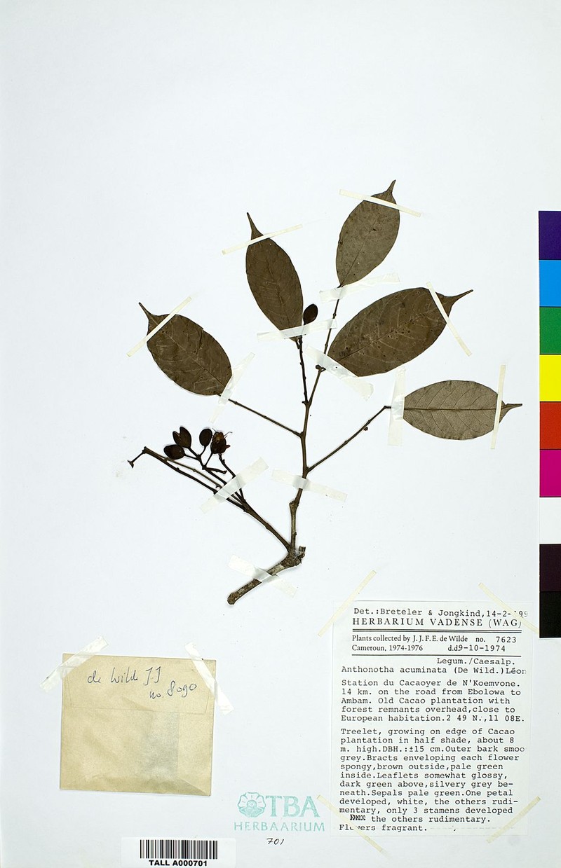 Anthonotha acuminata photo 2