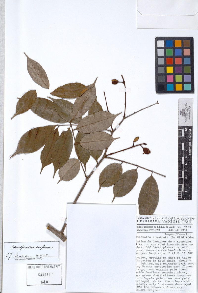 Anthonotha acuminata photo 3