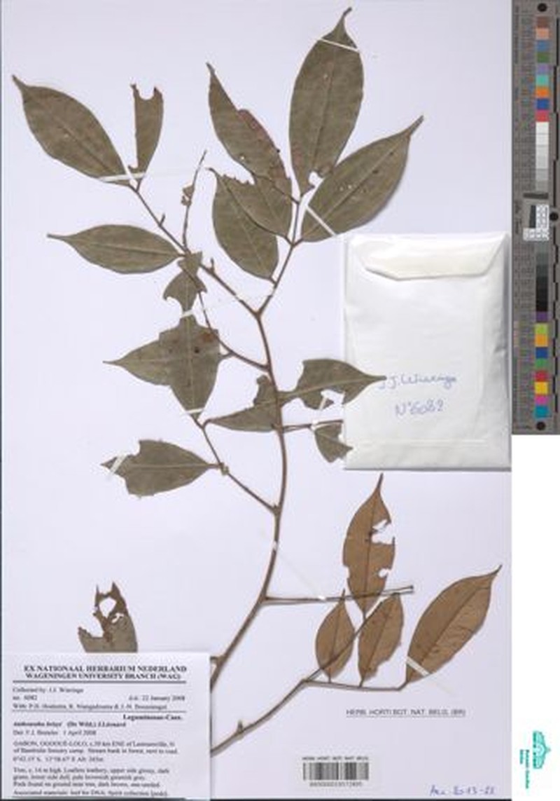 Anthonotha brieyi