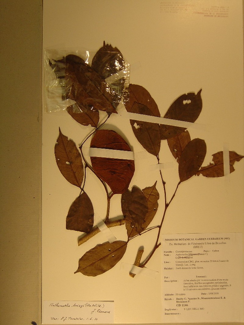 Anthonotha brieyi photo 2