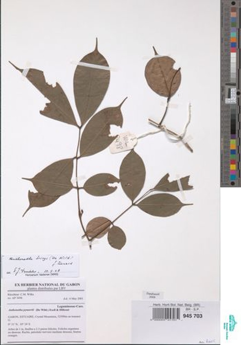Anthonotha brieyi photo 3