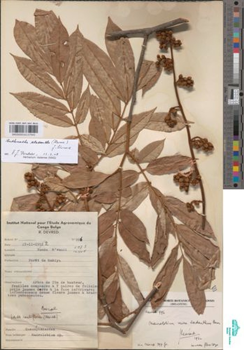 Anthonotha cladantha